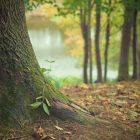 Forest Soil Carbon Flux Measurement