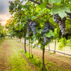 CO2 Measurement in Wine Production