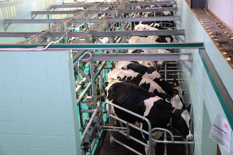 Gas sensing for the Milk Production Process