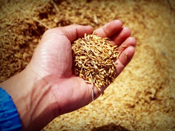 Agriculture sensors for grains 