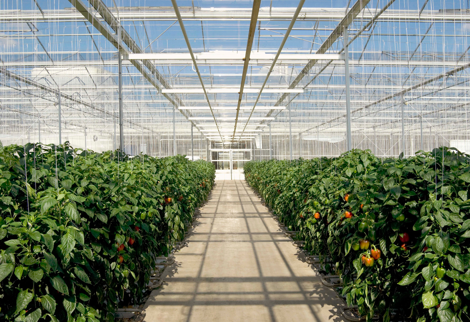 Agriculture sensors for greenhouse farming 