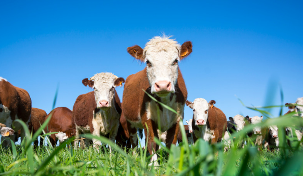 Cattle farming requires methane gas detectors 